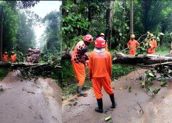 കാറ്റിലും മഴയിലും മരം കടപുഴകി വീണു