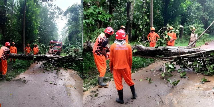 കാറ്റിലും മഴയിലും മരം കടപുഴകി വീണു