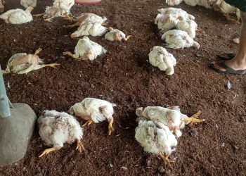 *കോഴിഫാമിൽ തെരുവ് നായ്ക്കളുടെ ആക്രമണം:400 ഓളം കോഴികളെ കൊന്നു*