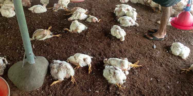 *കോഴിഫാമിൽ തെരുവ് നായ്ക്കളുടെ ആക്രമണം:400 ഓളം കോഴികളെ കൊന്നു*