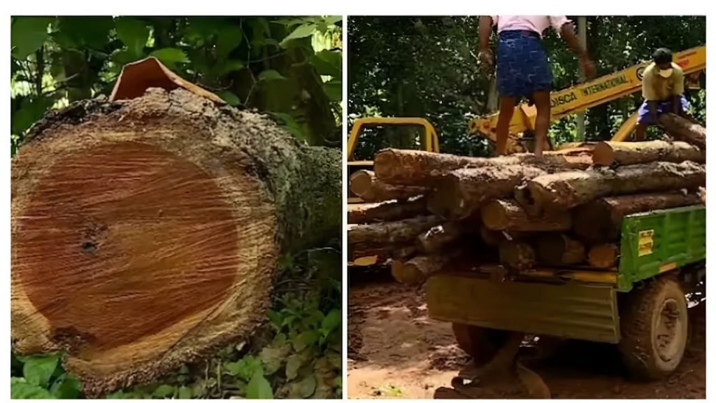 മുട്ടിൽ മരംമുറി: അപ്പീൽ തള്ളി, കർഷകർക്കെതിരെ റവന്യൂ നടപടിക്ക് നീക്കം