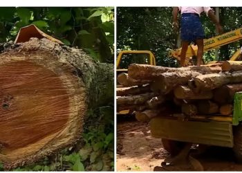 മുട്ടിൽ മരംമുറി: അപ്പീൽ തള്ളി, കർഷകർക്കെതിരെ റവന്യൂ നടപടിക്ക് നീക്കം