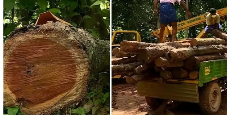 മുട്ടിൽ മരംമുറി: അപ്പീൽ തള്ളി, കർഷകർക്കെതിരെ റവന്യൂ നടപടിക്ക് നീക്കം