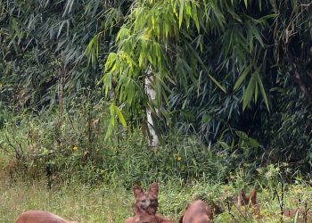 ചെന്നായ കൂട്ടം പുള്ളിമാനിനെ ആക്രമിച്ചു കൊന്നു