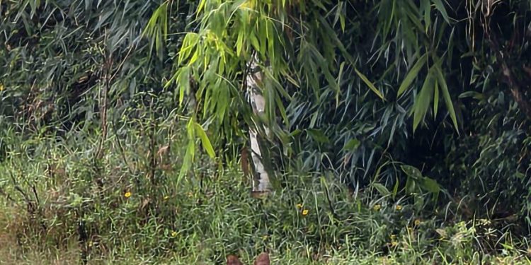 ചെന്നായ കൂട്ടം പുള്ളിമാനിനെ ആക്രമിച്ചു കൊന്നു