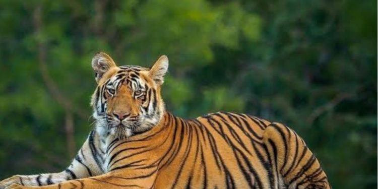 ഇരുളത്ത് കടുവ ഇറങ്ങി