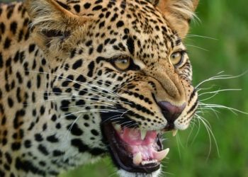 ആനപ്പാറയിൽ പുലി; വളർത്തുനായയെ പിടികൂടി