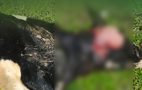 പശുവിനെ കടുവ കൊന്നു