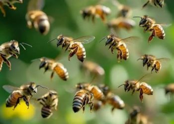 തേനീച്ചയാക്രമണം; മൂന്ന് ഉദ്യോഗസ്ഥർക്ക് പരിക്ക്, ഒരാളുടെ നില ഗുരുതരം