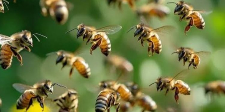 തേനീച്ചയാക്രമണം; മൂന്ന് ഉദ്യോഗസ്ഥർക്ക് പരിക്ക്, ഒരാളുടെ നില ഗുരുതരം