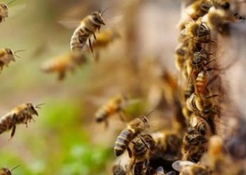 മീനങ്ങാടിയിൽ തേനീച്ചയുടെ ആക്രമണം; വിദ്യാർത്ഥികൾ ഉൾപ്പെടെ പത്തോളം പേർക്ക് പരിക്ക്