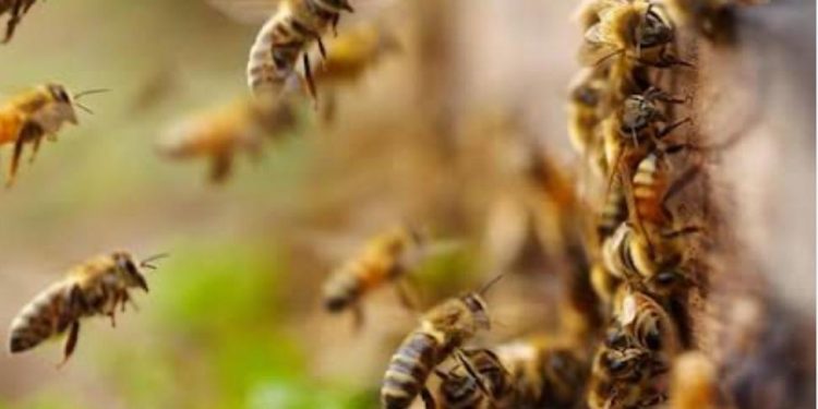 മീനങ്ങാടിയിൽ തേനീച്ചയുടെ ആക്രമണം; വിദ്യാർത്ഥികൾ ഉൾപ്പെടെ പത്തോളം പേർക്ക് പരിക്ക്