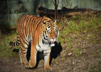 കടുവകൾ കാടുവിടുന്നു; നാലുമാസത്തിനിടെ 10 കടുവകളെ പിടികൂടി