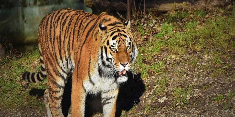 കടുവകൾ കാടുവിടുന്നു; നാലുമാസത്തിനിടെ 10 കടുവകളെ പിടികൂടി