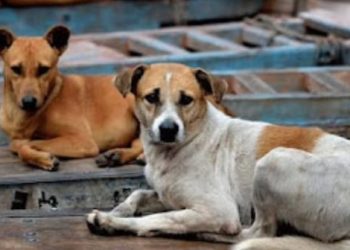 തെരുവുനായ കടിച്ചാൽ 3500 രൂപ നഷ്ടപരിഹാരം, മരണമോ പേവിഷബാധയോ സംഭവിച്ചാൽ 5 ലക്ഷം, ഉത്തരവ് പുറത്തിറക്കി കർണാടക സർക്കാർ