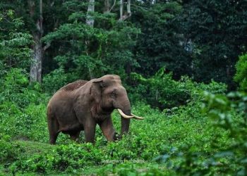 നെയ്ക്കുപ്പയിൽ വീണ്ടും കാട്ടാന ആക്രമണം; വൻ കൃഷിനാശം