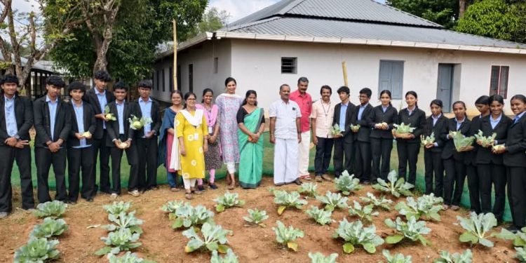 ശീതകാല പച്ചക്കറി വിളവെടുപ്പ് നടത്തി