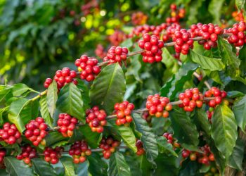 കാപ്പി കർഷക സെമിനാർ നാളെ