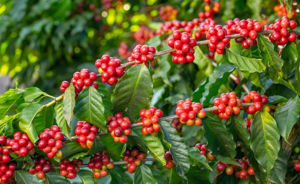 കാപ്പി കർഷക സെമിനാർ നാളെ