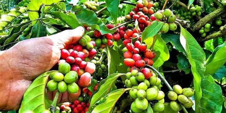 വിളവെടുപ്പിന് മുന്നേ അപ്രതീക്ഷിത മഴ; കാപ്പി കർഷകർ കടുത്ത ആശങ്കയിൽ