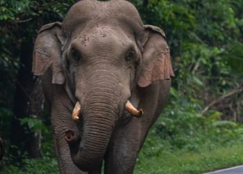 പനവല്ലിയിൽ കാട്ടാനയുടെ ആക്രമണം; പതിനാറുകാരന് പരിക്ക്