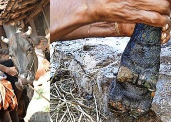 കേരളത്തിൽ കുളമ്പ് രോഗം പടർന്ന് പിടിക്കുന്നു