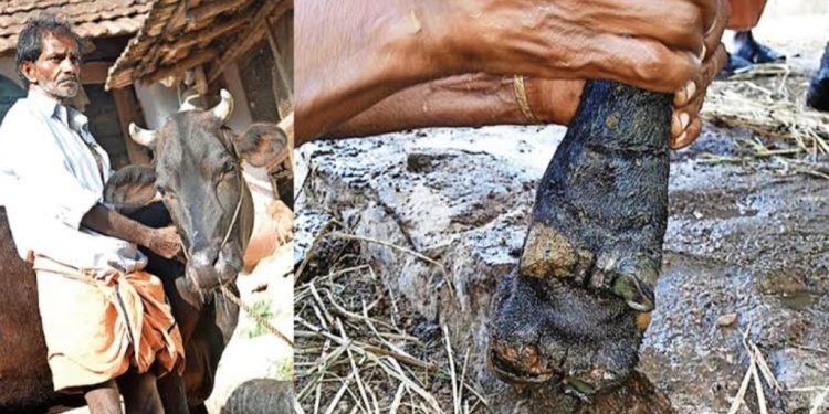 കേരളത്തിൽ കുളമ്പ് രോഗം പടർന്ന് പിടിക്കുന്നു