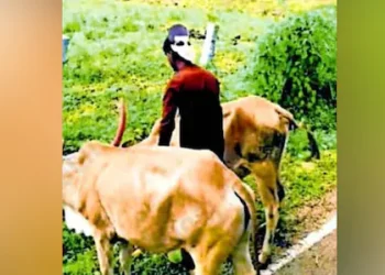 മുഖംമൂടി കാട്ടി കടുവകളെ പേടിപ്പിക്കാൻ വനംവകുപ്പ്; നടപ്പാക്കുക സുന്ദർബൻസ് തീരത്ത് വിജയിച്ച പരീക്ഷണം