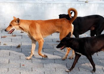 തെരുവുനായ ശല്യം : കൺട്രോൾ റൂം തുറന്നു