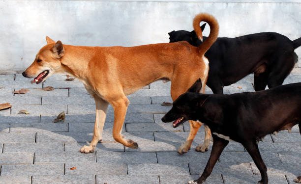 തെരുവുനായ ശല്യം : കൺട്രോൾ റൂം തുറന്നു