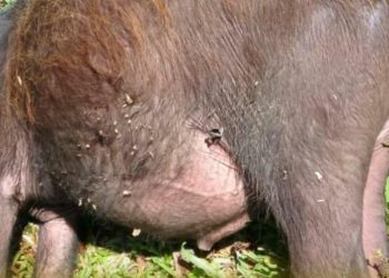 കടുവയുടെ ആക്രമണത്തിൽ പോത്ത് ചത്തു