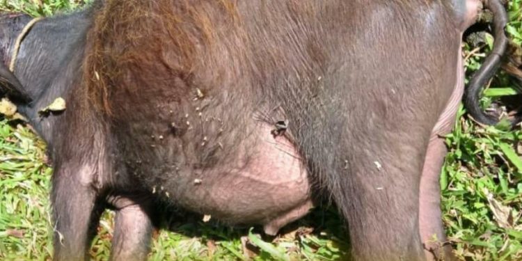 കടുവയുടെ ആക്രമണത്തിൽ പോത്ത് ചത്തു