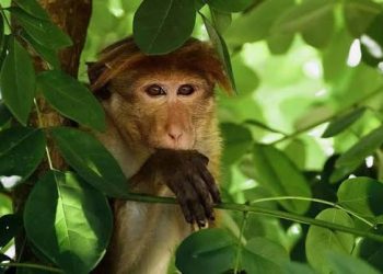 വിളവെടുപ്പ് കാലത്ത് വില്ലനായി കുരങ്ങുകൾ; നൂൽപ്പുഴയിൽ കർഷകർ ദുരിതത്തിൽ