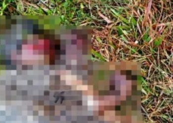 വനത്തിനുള്ളിൽ വയോധികയുടെ മൃതദേഹം കണ്ടെത്തി; കാട്ടാന ആക്രമിച്ചതെന്ന് സംശയം