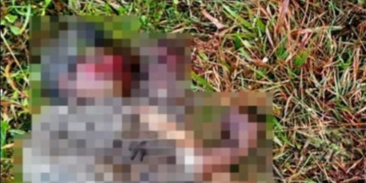 വനത്തിനുള്ളിൽ വയോധികയുടെ മൃതദേഹം കണ്ടെത്തി; കാട്ടാന ആക്രമിച്ചതെന്ന് സംശയം