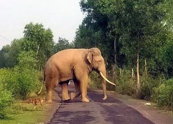 കാട്ടാന ശല്യം: വനം വകുപ്പും സർക്കാരും അനങ്ങാപ്പാറ നയം തിരുത്തണമെന്ന് നാട്ടുകാർ