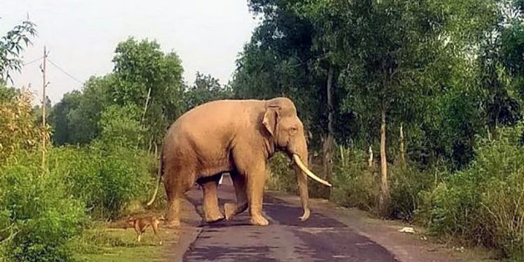 കാട്ടാന ശല്യം: വനം വകുപ്പും സർക്കാരും അനങ്ങാപ്പാറ നയം തിരുത്തണമെന്ന് നാട്ടുകാർ