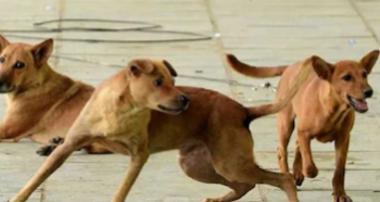 യുവതിയെ കടിച്ചു കൊന്ന് നായ്ക്കൾ, തലയിൽ ഗുരുതര പരുക്ക്