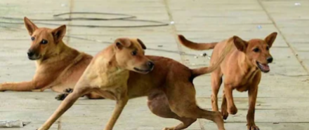 യുവതിയെ കടിച്ചു കൊന്ന് നായ്ക്കൾ, തലയിൽ ഗുരുതര പരുക്ക്