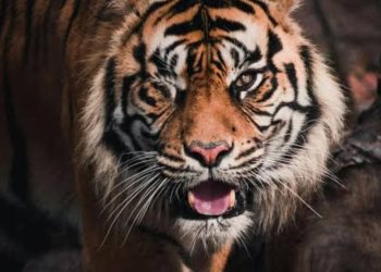 കടുവ സാന്നിധ്യമുള്ള സ്ഥലത്ത് ഒരാളെ കാണാതായതായി നാട്ടുകാർ