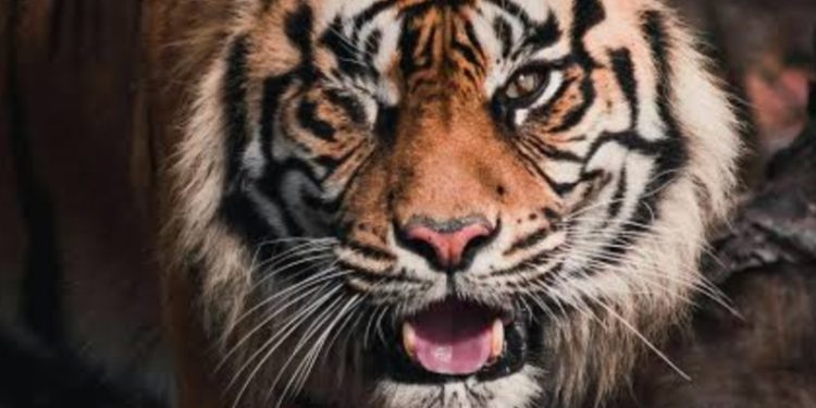 കടുവ സാന്നിധ്യമുള്ള സ്ഥലത്ത് ഒരാളെ കാണാതായതായി നാട്ടുകാർ