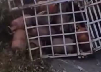 ഗ്യാസ് സിലിണ്ടറുകൾ കയറ്റിവന്ന ലോറി മറിഞ്ഞു