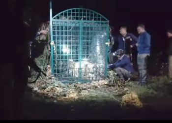 കടുവ കൂട്ടിലായി