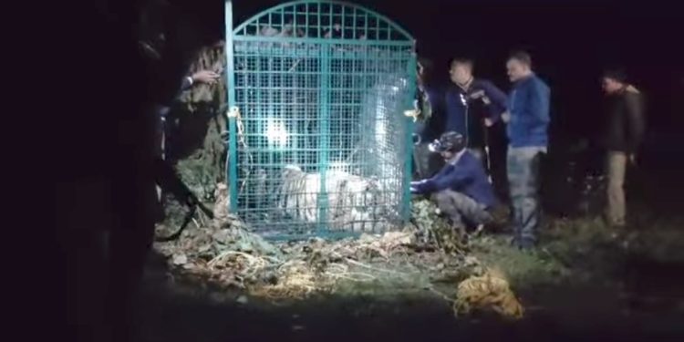 കടുവ കൂട്ടിലായി