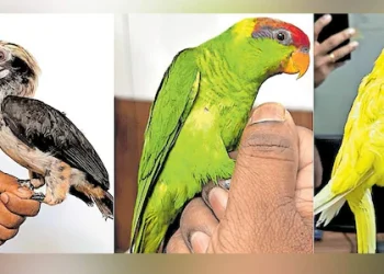 കുട്ടിയെ കരയിച്ചു, പക്ഷിക്കടത്തുകാർ വലയിൽ; പിടികൂടിയത് ലക്ഷങ്ങൾ വില മതിക്കുന്ന വിദേശ പക്ഷികളെ