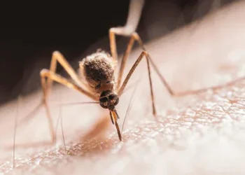 കൊതുകിനെ ‘സോപ്പിട്ട്’ ഓടിക്കാം! കൊതുകിനെ തുരത്താൻ ഡിറ്റർജന്റ് വികസിപ്പിച്ച് ഐഐടി ഡൽഹി