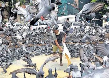 പൊതുസ്ഥലത്ത് പ്രാവിനു തീറ്റ കൊടുത്ത് മുംബൈ വ്യവസായി; വിലക്കു ലംഘിച്ചു, 5000 രൂപ പിഴ പൊതുസ്ഥലത്ത് 