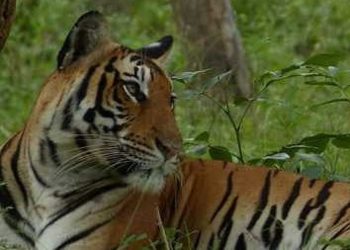 കടുവ സെന്‍സസ് എടുക്കാന്‍ പോയ ഉദ്യോഗസ്ഥരെ കാണാനില്ല, ആശങ്ക