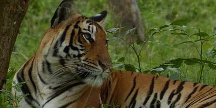 കടുവ സെന്‍സസ് എടുക്കാന്‍ പോയ ഉദ്യോഗസ്ഥരെ കാണാനില്ല, ആശങ്ക