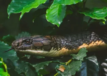വിഷപ്പാമ്പിനെക്കൊണ്ട് കടിപ്പിച്ച് ഭാര്യയെ കൊന്നു; 3 വർഷത്തിനു ശേഷം ഭർത്താവ് അറസ്റ്റിൽ